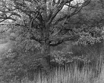 GEORGE A. TICE (1938- ) Oak Tree, Holmdel, New Jersey.